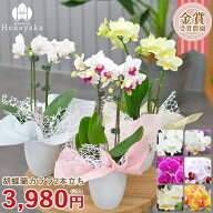 胡蝶蘭 カララL （ミニミディ） 2本立ち 花 テーブル胡蝶蘭 ミニ胡蝶蘭 お祝い お誕生日 お礼 仏用 御供…