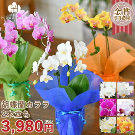 楽天市場 ミニ胡蝶蘭の通販