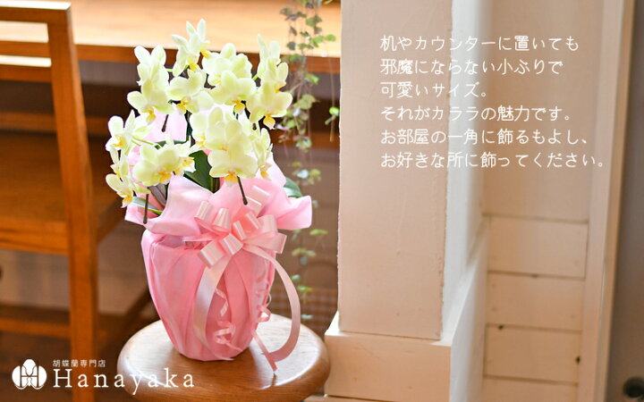 誕生日プレゼント 女性 胡蝶蘭 カララ ミニミディ 1本立ち ラッピング付き 鉢花 ギフト 花 送料無料 誕生日 蘭 贈り物 開店祝い 周年 お祝い Kg 倉庫