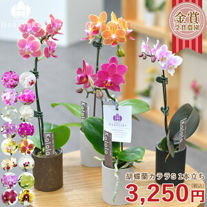 �Ӓ��� �J����S �~�j�Ӓ��� 1�{���� ���b�Z�[�W�J�[�h�I��OK ���b�s���O�����@��̓��@�� �a�����v���[���g ��� ��j �M�t�g �}�C�N�� �Ӓ��� �X���[�� ��KG