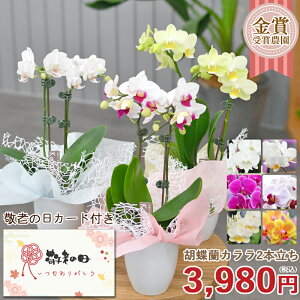 Ӓ JL i~j~fBj 2{ bsOj[A  e[uӒ ~jӒ j a  p 䋟 ̓ ̓ Mtg KG