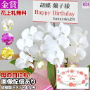 胡蝶蘭 ミディ 2本立ち（※2～6分咲き）写真配信ありラッピング、カード付き 母の日　お祝い 花 プレゼント 贈り物 お供え 誕生日 開院 開店 開業 移転 就任 還暦 仏花 鉢花 ギフト MD