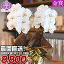 胡蝶蘭 大輪 2本立ち 12輪以上 お祝い 開店祝い 就任祝い 移転祝い 花 ギフト お供え 誕生日 母の日 プレゼント 蘭 はなやか　6R