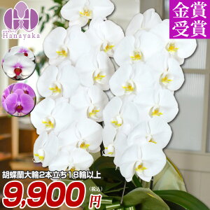 胡蝶蘭 大輪 2本立ち 18輪以上(つぼみ込) 胡蝶蘭 お祝い 花 ギフト プレゼント 贈り物 お供え お誕生日 引越し 開店祝い 開業祝い 移転祝い 還暦 仏花 お歳暮 フラワーギフト 鉢花