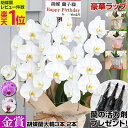 胡蝶蘭【白3本27輪へUP！蘭の活力剤プレゼント！★豪華ラッピング無料】画像配信あり！花上木目柄札・豊富なラッピング無料！ 大輪3本立ち24輪（つぼみ込） 大輪2本立ち　お祝い プレゼント 花 お誕生日 開店祝い 開業祝い 移転祝い 就任祝い お供え　8R