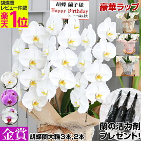 胡蝶蘭【白3本27輪へUP！蘭の活力剤プレゼント！★豪華ラッピング無料】画像配信あり！花上木目柄札・豊富なラッピング無料！ 大輪3本立ち24輪（つぼみ込） 大輪2本 お祝い 開店祝い 就任祝い 移転祝い 花 ギフト お供え 誕生日 母の日 プレゼント 蘭 花 はなやか　8R
