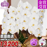 胡蝶蘭 大輪 3本立ち 27輪以上（つぼみ込）お祝い 開店祝い 就任祝い 移転祝い 花 ギフト お供え 誕生日 …