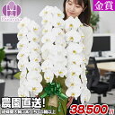 胡蝶蘭 大輪 3本立ち 45輪以上（つぼみ込） 送料無料 ★OG お祝い 開店祝い 就任祝い 移転祝い 花 ギフト お供え 誕生日 母の日 プレゼント 蘭 はなやか