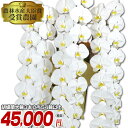 胡蝶蘭 大輪3本立ち 54輪以上（つぼみ込）※6分咲き 送料無料★OG 胡蝶蘭 お祝い ギフト 開店祝い 開業祝い 就任祝い