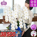 胡蝶蘭 大輪 5本立ち55輪〜（つぼみ込み）お祝い 開店祝い 就任祝い 移転祝い 花 ギフト お供え 誕生日 母の日 プレゼント 蘭 はなやか 11R