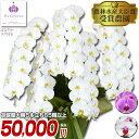 胡蝶蘭 大輪 5本立ち 65輪以上（つぼみ込） 送料無料【佐川】贈り物 お供え お誕生日 引越し 開店祝い 開業祝い 移転祝い 仏花 株主総会　13R