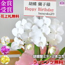 胡蝶蘭 ミディ 2本立ち　写真配信ありラッピング、カード付き 母の日　お祝い 花 プレゼント 贈り物 お供え 誕生日 開院 開店 開業 移転 就任 還暦 仏花 鉢花 ギフト MD