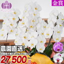 胡蝶蘭 大輪 5本立ち 40輪以上（つぼみ込）送料無料 お祝い　開店祝い 移転祝い 就任祝い 昇進祝い 花 退職祝い 還暦祝い ギフト 還暦祝い はなやか　8R