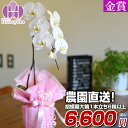 胡蝶蘭 大輪 1本立ち6輪以上 お祝い 開店祝い 就任祝い 移転祝い 花 ギフト お供え 誕生日 母の日 プレゼント 蘭 はなやか　6R
