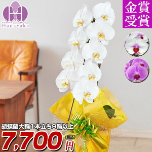 Ӓ  1{ 9ֈȏiڂݍj @Ӓ@j@Ӓ@ԁ@Mtg@ v[g 蕨  a z JXj JƏj ړ]j җ   h