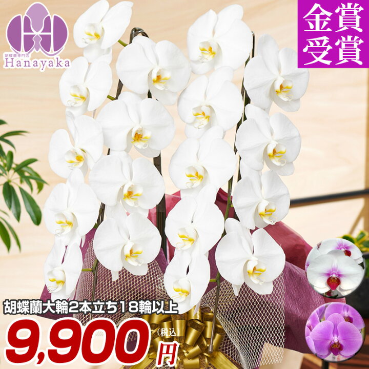 楽天市場 胡蝶蘭 大輪 2本立ち 18輪以上 つぼみ込 胡蝶蘭 お祝い 花 ギフト プレゼント 贈り物 お供え お誕生日 引越し 開店祝い 開業祝い 移転祝い 還暦 仏花 お歳暮 フラワーギフト 鉢花 胡蝶蘭専門店 はなやか