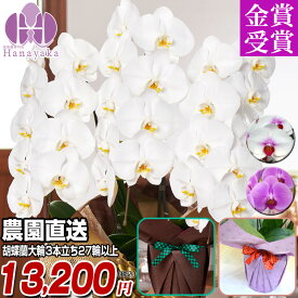 胡蝶蘭 大輪 3本立ち 27輪以上（つぼみ込）12,000円（税抜）送料無料 胡蝶蘭 お祝い ギフト 花 プレゼント 贈り物 お供え お誕生日 開店祝い 開業祝い 移転祝い 就任祝い 還暦