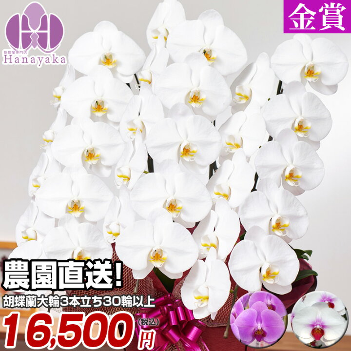 楽天市場 胡蝶蘭 大輪 3本立ち 30輪以上 つぼみ込 敬老の日 お祝い 花 ギフト プレゼント 誕生日 はなやか 胡蝶蘭 大輪胡蝶蘭 お供え 胡蝶蘭専門店 はなやか