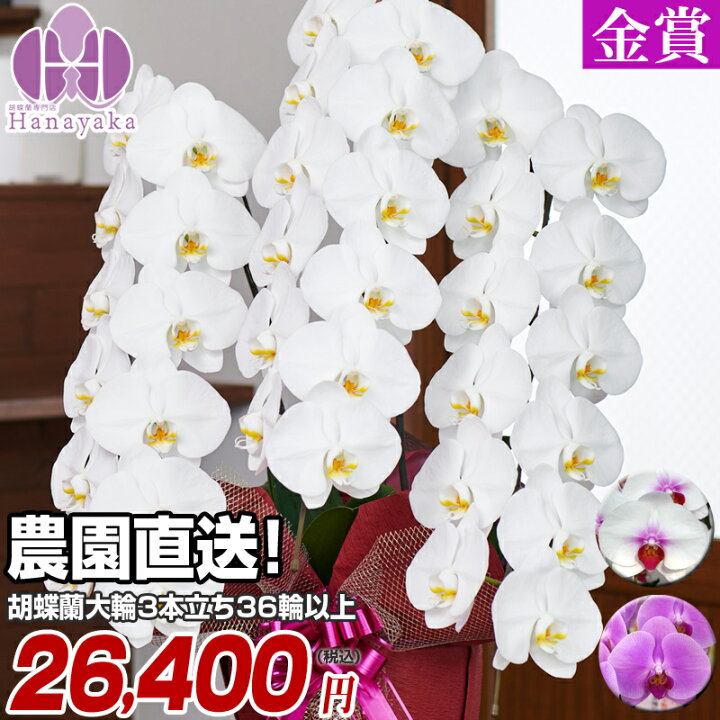 楽天市場 胡蝶蘭 大輪 3本立ち 36輪 つぼみ込み お祝い ギフト 花 プレゼント 贈り物 お供え お誕生日 引越し 開店祝い 開業祝い 移転祝い 鉢花 フラワーギフト 胡蝶蘭専門店 はなやか