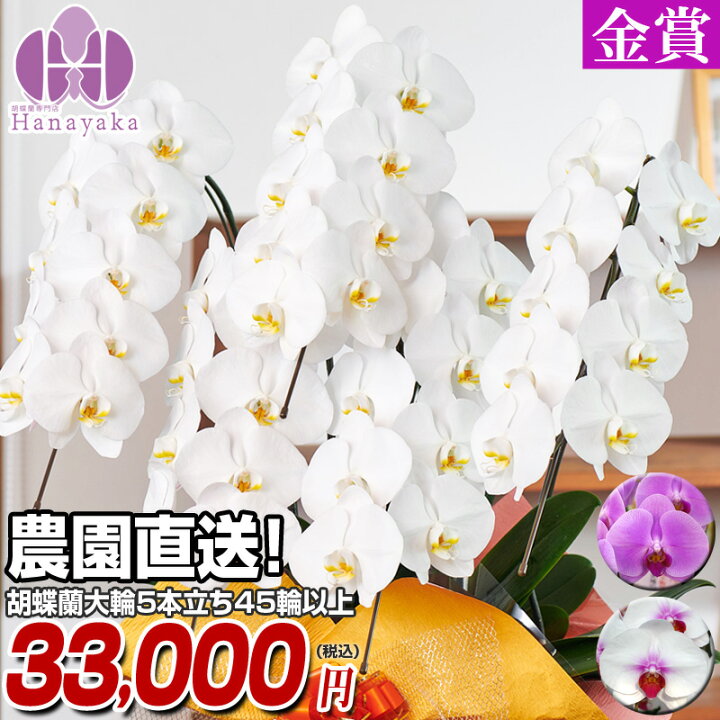楽天市場 胡蝶蘭 大輪 5本立ち 45輪 つぼみ込 Ygx お祝い 開店祝い 花 お供え 開店祝い 開業祝い 移転祝い 昇進 就任 還暦 退職 就任 昇進 栄転 新発 お彼岸 お歳暮 胡蝶蘭専門店 はなやか