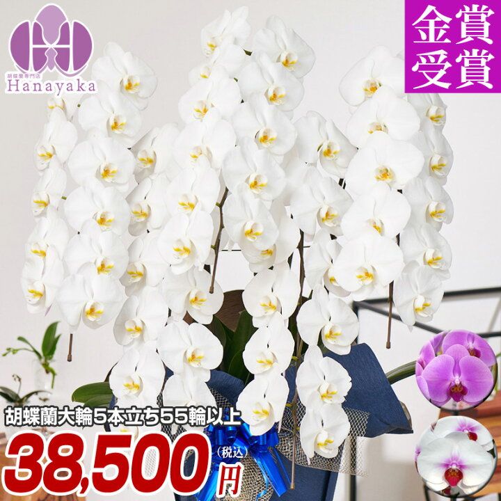 輝く高品質な 45輪以上 お祝い 祝い 胡蝶蘭 鉢花 花 蕾込み 輝く高品質な 45輪以上 お祝い 祝い 胡蝶蘭 鉢花 花 蕾込み