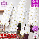 胡蝶蘭 大輪 5本立ち 65輪以上（つぼみ込） 送料無料【佐川】お祝い 開店祝い 就任祝い 移転祝い 花 ギフト お供え 誕生日 母の日 プレゼント 蘭 はなやか 13R