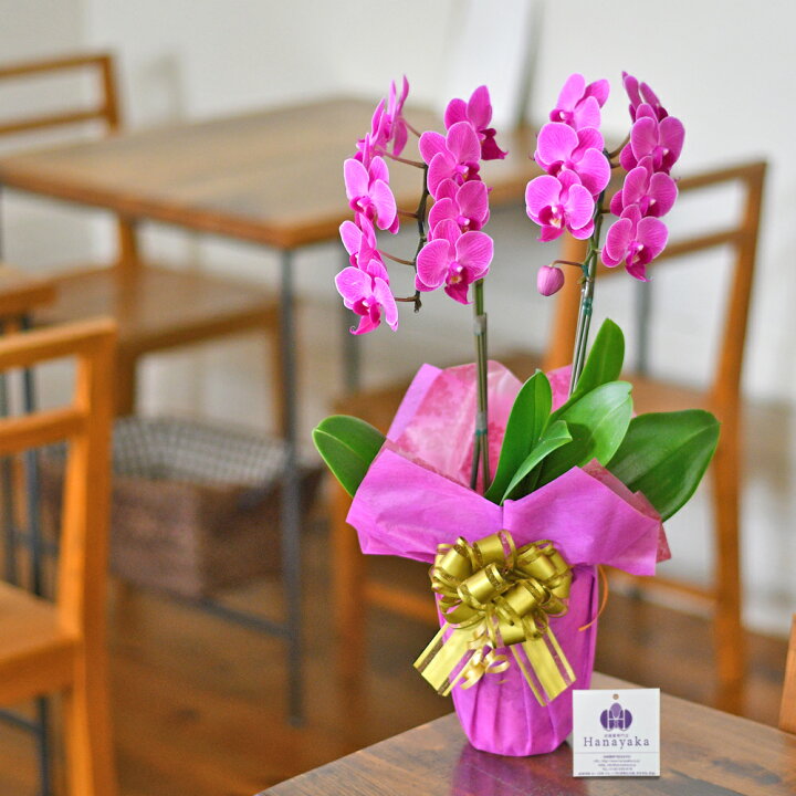 2970円 お値打ち価格で 胡蝶蘭 大輪 3本立ち18輪以上 コンパクト