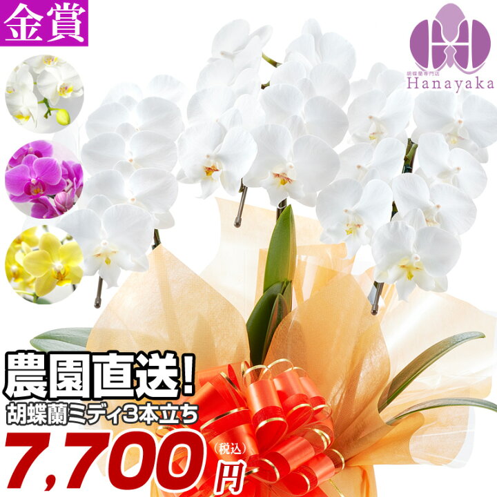 楽天市場 胡蝶蘭 ミディ 3本立ち お祝い ギフト 花 プレゼント 贈り物 お供え 誕生日 開院祝い 開店祝い 開業祝い 移転祝い 就任祝い 還暦 仏花 フラワーギフト 鉢花 胡蝶蘭専門店 はなやか