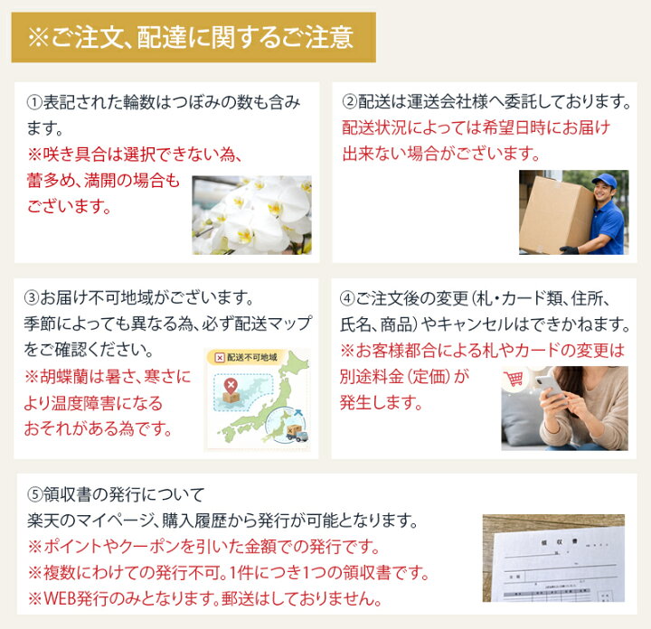 楽天市場】胡蝶蘭 大輪 2本立ち 22輪以上（つぼみ込） 送料無料 胡蝶蘭 