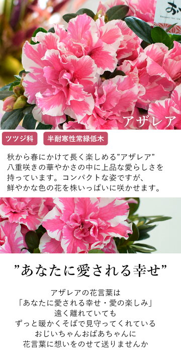 楽天市場 まだ間に合う 敬老の日 ギフト 花 プレゼント 送料無料 限定入荷 アザレア In ふくろうバスケット 敬老の日ギフト 鉢植え 敬老の日プレゼント お花 アザレア 花鉢 鉢花 ふくろう おばあちゃん おじいちゃん 祖母 フラワーマーケット花由