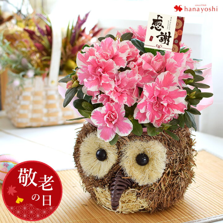 楽天市場 まだ間に合う 敬老の日 ギフト 花 プレゼント 送料無料 限定入荷 アザレア In ふくろうバスケット 敬老の日ギフト 鉢植え 敬老の日プレゼント お花 アザレア 花鉢 鉢花 ふくろう おばあちゃん おじいちゃん 祖母 フラワーマーケット花由 楽天市場 まだ間に合う 敬老の日 ギフト 花 プレゼント 送料無料 限定入荷 アザレア In ふくろうバスケット 敬老の日ギフト 鉢植え 敬老の日プレゼント お花 アザレア 花鉢 鉢花 ふくろう おばあちゃん おじいちゃん 祖母 フラワーマーケット花由