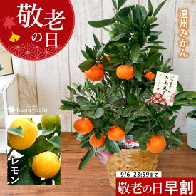 楽天市場 鉢 で 育てる 果樹の通販 楽天市場 鉢 で 育てる 果樹の通販