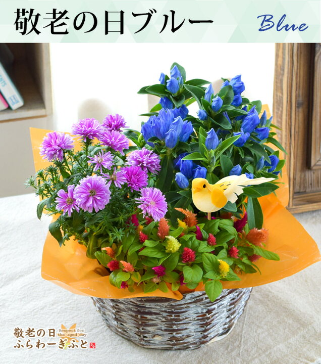 現品限り一斉値下げ 敬老の日 季節のお花 寄せカゴ Bセット 寄せ篭 寄せ植え 鉢植えの花 鉢植え プレゼント誕生日 結婚記念日 結婚祝い 画像 送料無料 Rmladv Com Br