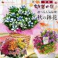 【敬老の日】りんどうの花を贈りたい！鉢植えや花のおすすめはありますか？