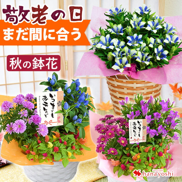 楽天市場 まだ間に合う 敬老の日 プレゼント ギフト 花 送料無料 りんどう 白寿 長寿 カランコエmix植え 大きな5号鉢 鉢植え バスケット付 つぼみがちな状態でお届け 敬老の日プレゼント お花 敬老の日ギフト 22 リンドウ おじいちゃん おばあちゃん 花鉢 鉢花 秋の