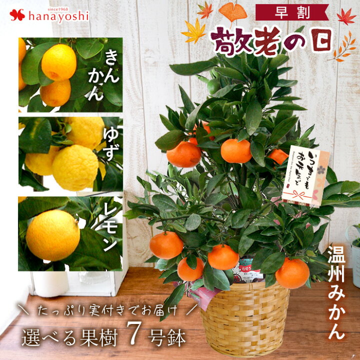 楽天市場 敬老の日 ギフト プレゼント 花 鉢植え 22敬老の日限定 送料無料 実付でお届け選べる果樹inバスケット 果実 温州みかん レモン 金柑 ゆず 柑橘敬老ギフト おじいちゃん おばあちゃん 祖父 祖母 果樹 鉢 フラワーマーケット花由 楽天市場 敬老の日 ギフト プレゼント 花 鉢植え 22敬老の日限定 送料無料 実付でお届け選べる果樹inバスケット 果実 温州みかん レモン 金柑 ゆず 柑橘敬老ギフト おじいちゃん おばあちゃん 祖父 祖母 果樹 鉢 フラワーマーケット花由