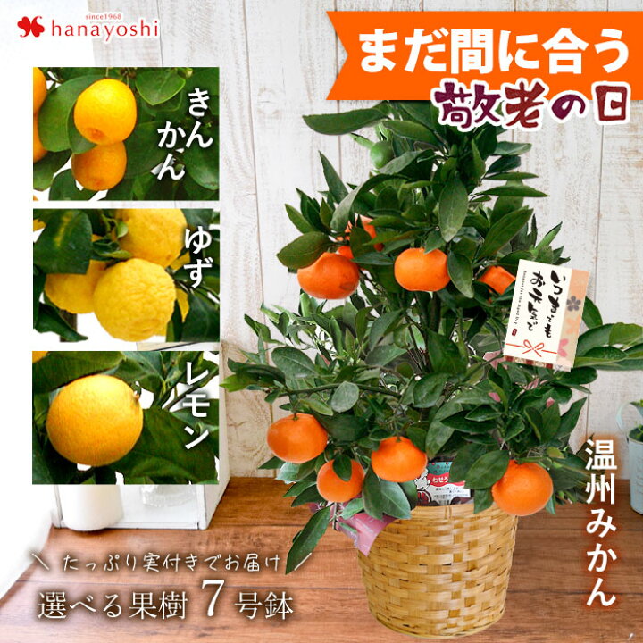 楽天市場 まだ間に合う 敬老の日 ギフト プレゼント 花 鉢植え 22敬老の日限定 送料無料 実付でお届け選べる果樹inバスケット 果実 温州みかん レモン 金柑 ゆず 柑橘敬老ギフト おじいちゃん おばあちゃん 祖父 祖母 果樹 鉢 フラワーマーケット花由
