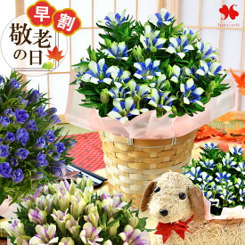 早割 敬老の日 花 花鉢 「 りんどう 鉢植え 白寿 長寿 八重咲 蒼孔雀 5号鉢 」プレゼント ギフト わんちゃん 鉢花 バスケット付 敬老の日プレゼント 敬老の日ギフト 珍しい お花 2025 リンドウ 希少品種 孫から 60代 70代 80代 送料無料