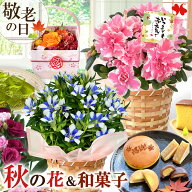 敬老の日 花 スイーツ セット 選べる 15通り 敬老の日ギフト 鉢植え 花とお菓子 花とスイーツ プレゼント…