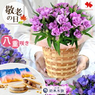 敬老の日 花 鉢植え 花鉢 八重咲き りんどう 「アシロブーケ」 花とお菓子 ギフト お花 プレゼント お菓…