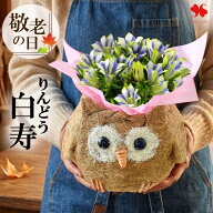 敬老の日 花 鉢植え 花鉢 リンドウ 「 白寿 」in ふくろう プランター ギフト お花 プレゼント 敬老 鉢花…