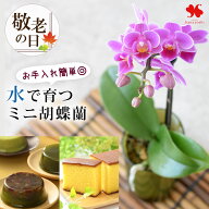 敬老の日 花 スイーツ 鉢植え 「水で育てる 胡蝶蘭 ＆ スイーツ セット 」土いらず 花鉢 カステラ 抹茶 …