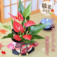 敬老の日 花 鉢植え 花鉢 「 アンスリウム 和風巾着仕立て 」 プレゼント ギフト アンスリューム 観葉植…