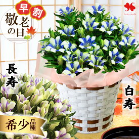 早割 敬老の日 花 花鉢 りんどう 鉢植え 白寿 長寿 5号鉢 プレゼント 敬老の日 ギフト 鉢花 バスケット付 敬老の日プレゼント 敬老の日ギフト 珍しい お花 リンドウ 希少品種 祖母 孫から 60代 70代 80代 送料無料 2026