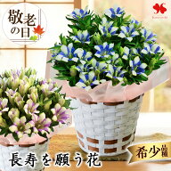 敬老の日 花 花鉢 りんどう 鉢植え 白寿 長寿 5号鉢 プレゼント 敬老の日 ギフト 鉢花 バスケット付 敬老…