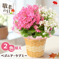 敬老の日 花 鉢植え 花鉢 「ベゴニア ラブミー 2色植え」プレゼント お花 ギフト 鉢花ギフト 敬老の日ギ…