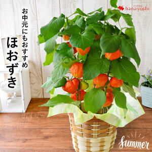 観葉植物 盆 ほおずきの人気商品 通販 価格比較 価格 Com