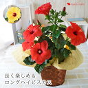 モリヒロ園芸さんの季節の鉢花ロングライフハイビスカス 選べる2色 鉢植え 鉢花 ギフト インテリア 夏 サマーギフト …