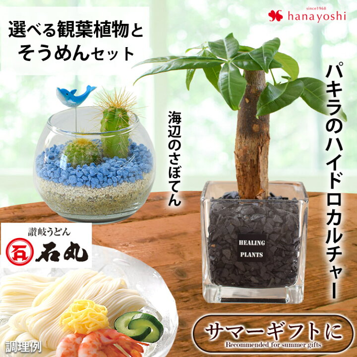 楽天市場 サマーギフト 夏 ギフト 花 選べる観葉植物とそうめんのセットハイドロカルチャー パキラ もしくは グラステラリウム エアプランツ サボテン ミニ インテリアグリーン お中元 義父 父 祖父 花とグルメ 石丸製麺 素麺 御中元 暑中見舞い フラワーマーケット花由