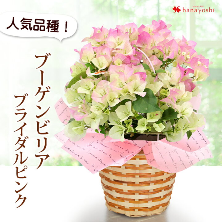 楽天市場 ブーゲンビリア ブライダルピンク 鉢植えお誕生日 プレゼント 父 母 祖父 祖母 退職祝い 記念日 お祝い お中元 御中元 苗 鉢植え サマーギフト お供え お盆 初盆 新盆 盆花 6 3 7 31の間でお届け 送料無料 フラワーマーケット花由